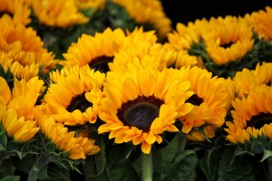 sunflower-378270_1280